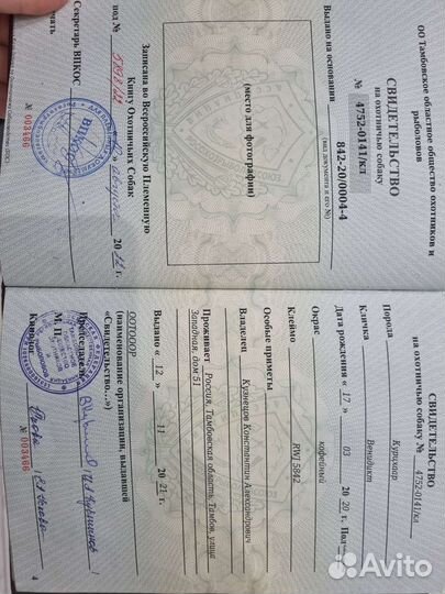 Курцхаар вязка