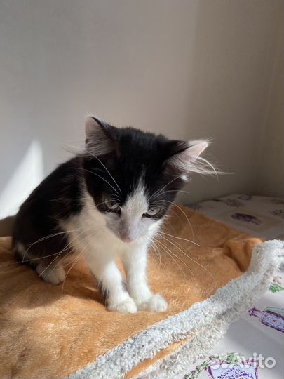 Котенок мальчик Киношка