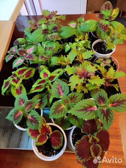 Колеус Аватар, Хенна и другие