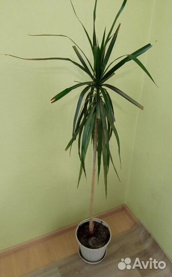 Драцена 1,4 м