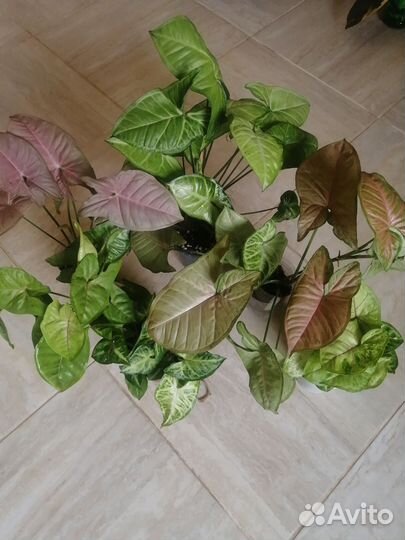 Сингониум, фикус, филодендрон, эписции