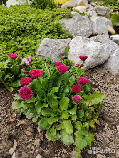 Маргаритки малиновые