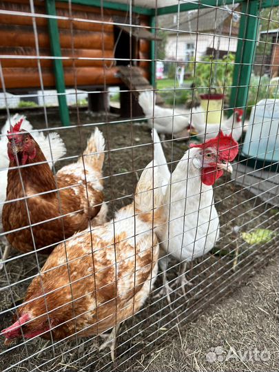 Куры несушки