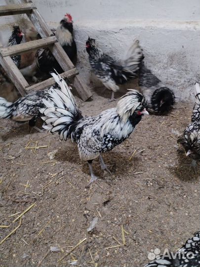 Продам Падуаны серебро, Фафероль лососевые