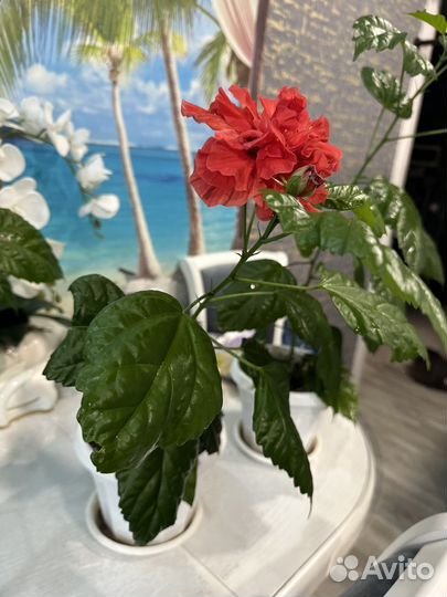 Китайская роза