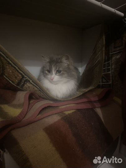 Найдена кошка