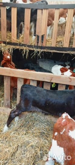 Телята с доставкой в ваш двор