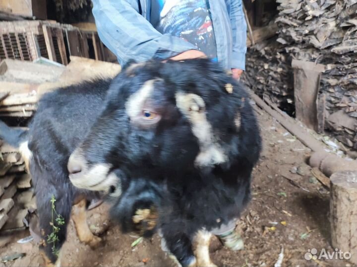 Козел ламанча