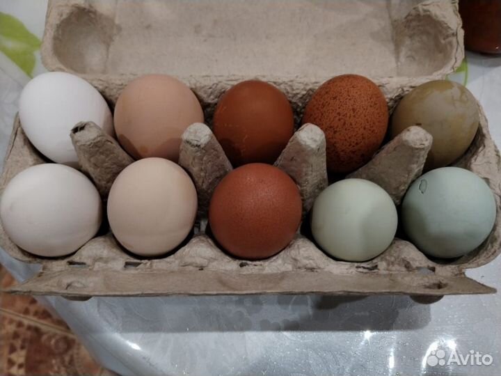 Домашние куриные яйца