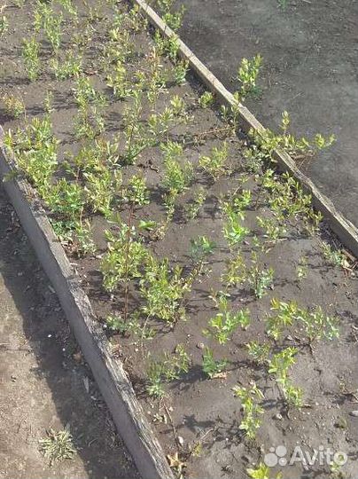 Саженцы жимолости