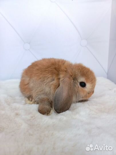 Любимые друзья