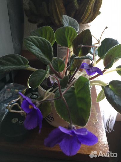 Лекарственные растения