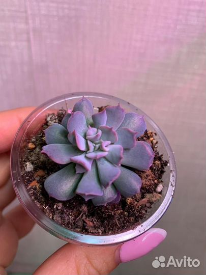 Суккуленты