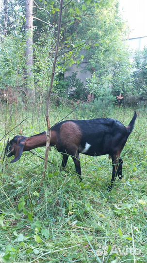 Козы дойные,крытые, нубийские, альпийские, ламанча