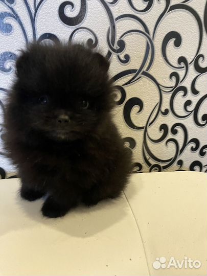 Еся и Стеша