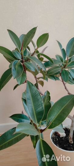 Фикус кустовой эластика Мелани