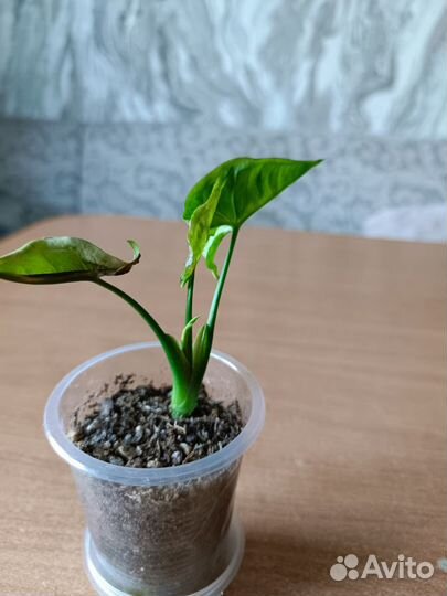 Спатифилум Шопен