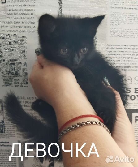 Котята в добрые ручки