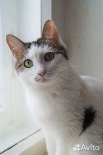 Mapycя.вакцинирована/стерилизована