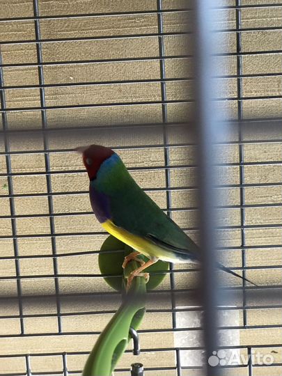 Амадины гульда