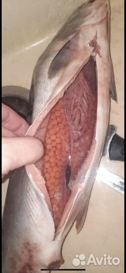 Горбуша 2023г с доставкой