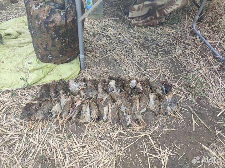 Дратхаар рабочий кобель для вязки