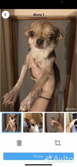 Щенки чихуахуа и взрослые