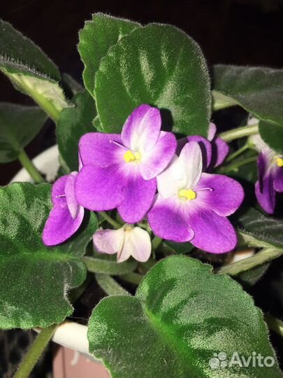 Фиалка сортовая Разные сорта и цвета