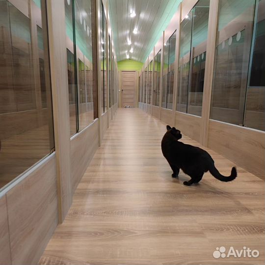 Гостиница для котов и кошек