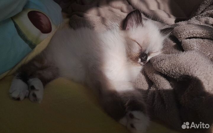 Отдам котёнка в добрые руки. Девочка. Бесплатно