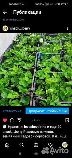 Клубника саженцы