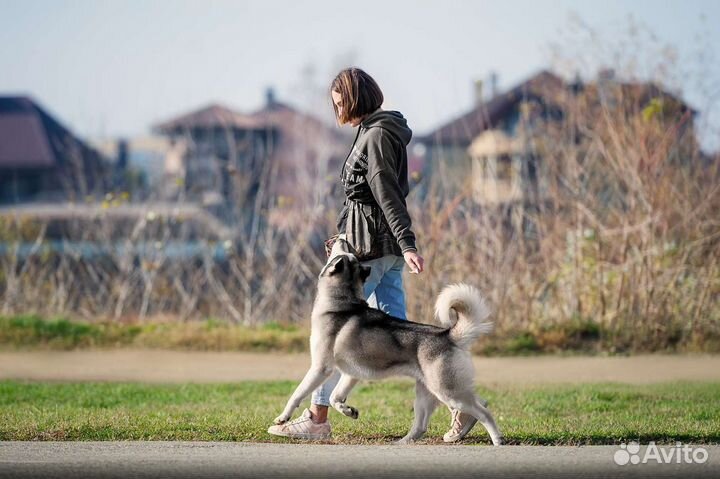 Дрессировка собак