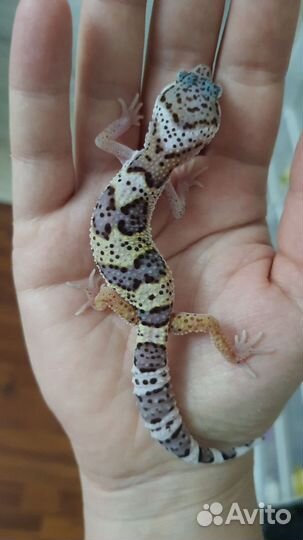 Эублефар малыши 2024