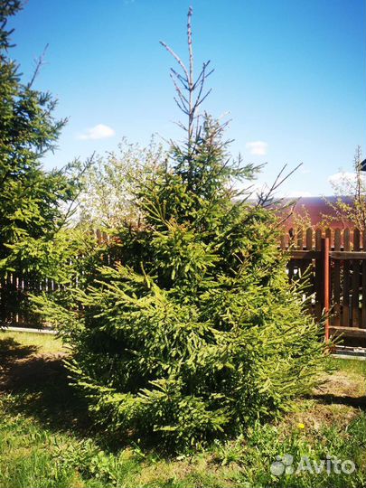 Ель обыкновенная. 5 м