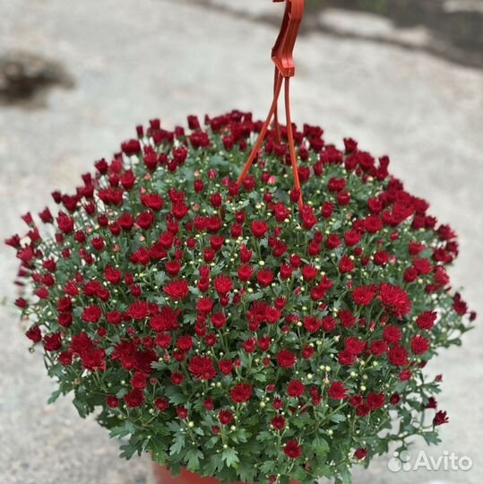 Хризантема мультифлора ранняя вегетативная