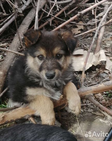 Пацан ищет дом