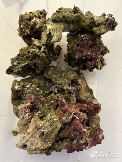 Живые морские камни, рыба, бой дивых камней