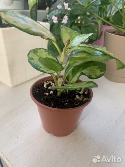 Хойя аустралис Лиза