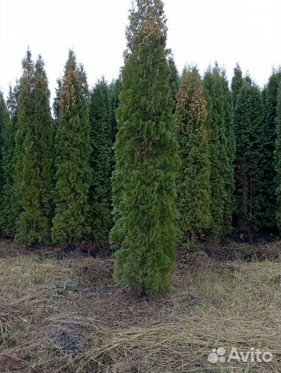 Туя крупномеры колумна 4 -5 м. Цена за саженец