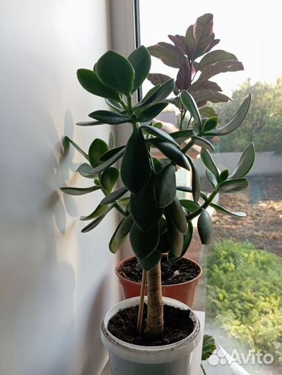 Толстянка и другие растения