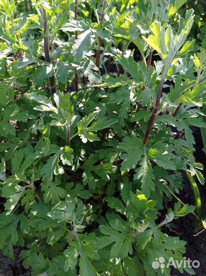 Хризантема