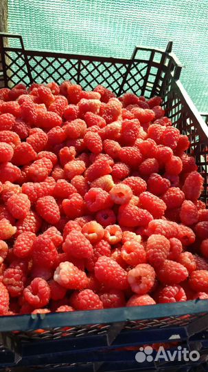 Принимаю малину на заморозку