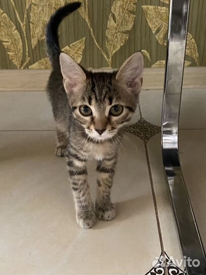 Котенок девочка