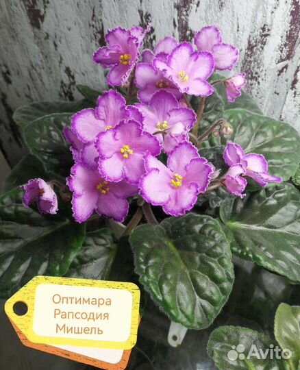 Сортовые фиалки