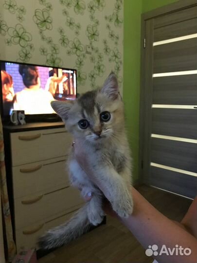 Британская золотая шиншилла