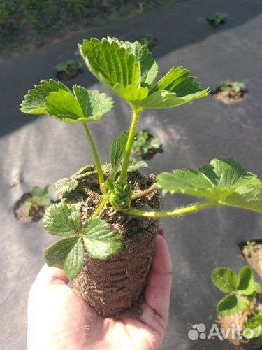 Рассада Клубники Альба