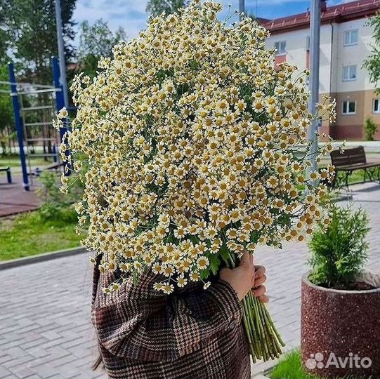Ромашки букет