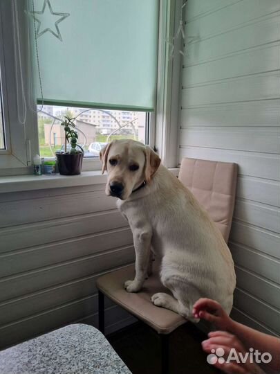 Продам лабрадора