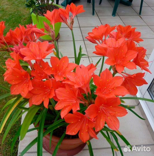 Садовые растения