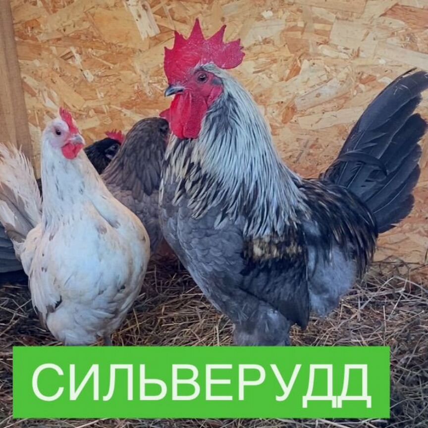 Инкубационное яйцо Сильверудд блу